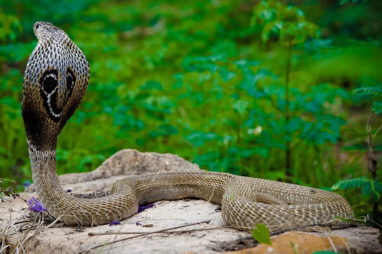 кобра картинки. The indian cobra is a very. Animals of india 5 класс. The indian cobra is a very snake. King cobra 2016.