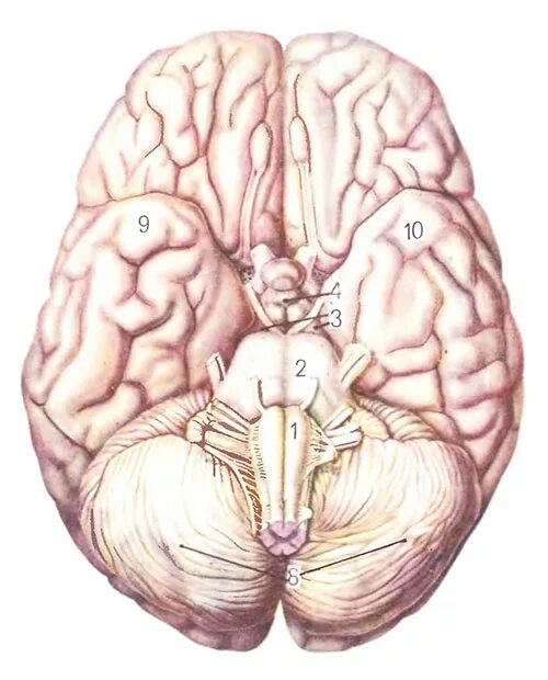 Базальная поверхность головного мозга анатомия. Головной мозг вид снизу. Головной мозг вид снизу анатомия. Нижняя поверхность головного мозга анатомия. Складчатая поверхность головного мозга