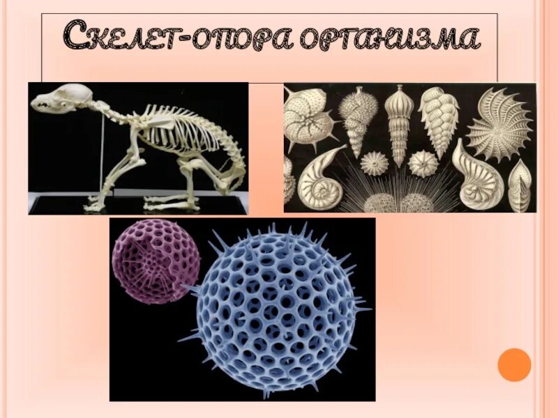 Скелет опора организма 6 класс биология. Опора организмов. Скелет опора организма таблица. Доклад скелет опора организма.