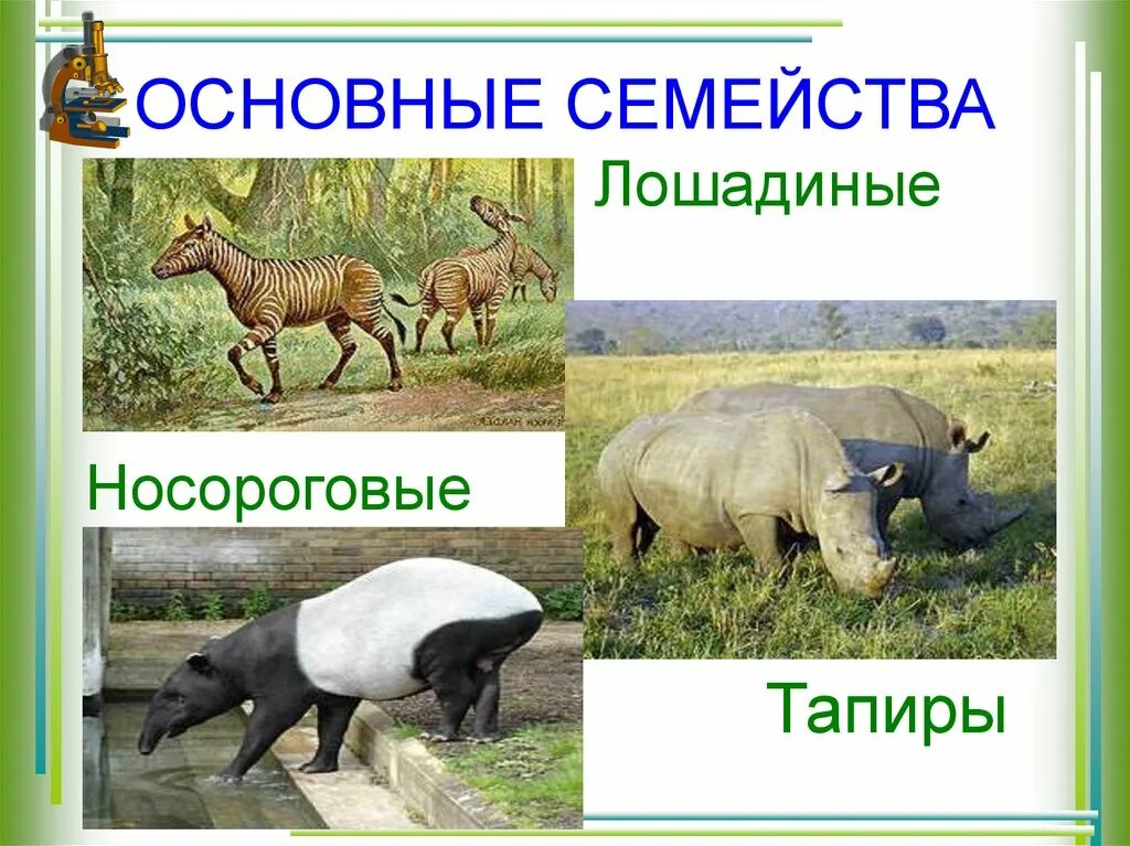 К отряду непарнокопытных относятся