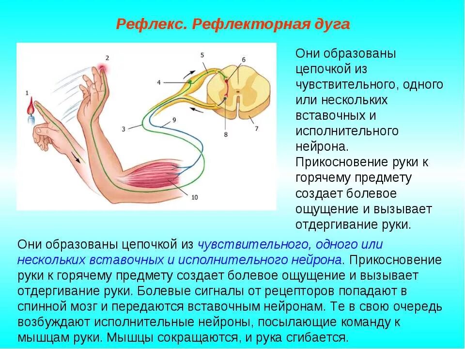 Рефлекс живого. Рефлекторная дуга схема рефлекс отдергивания. Рефлекс отдергивания руки от горячего предмета. Схема рефлекторной дуги отдергивания руки от горячего предмета. Рефлекторная дуга локтевого рефлекса.