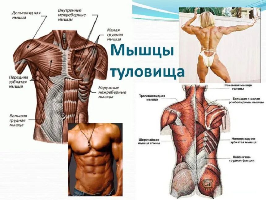 Мышцы туловища груди живота спины. Мышцы торса. Мышцы спины и живота анатомия. Мышцы туловища анатомия. Главная мышца тела