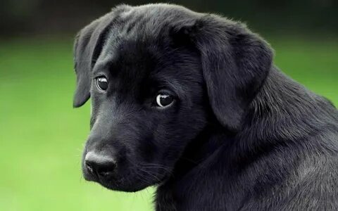 Just dogs