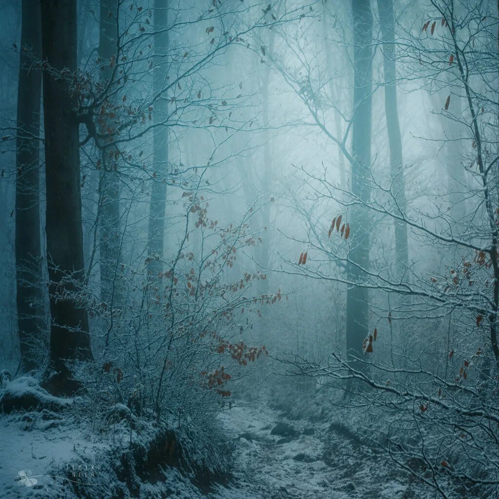 Мрачный снег. Мрачный зимний лес. Таинственный зимний лес. Мистический зимний лес. Страшная зима.