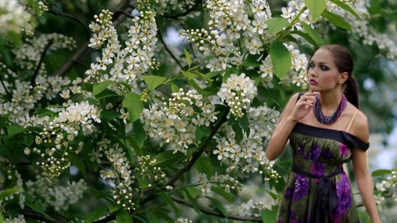 В саду весеннем у реки слова песни. Цветущая черемуха. Девушка под черемухой цветущей.