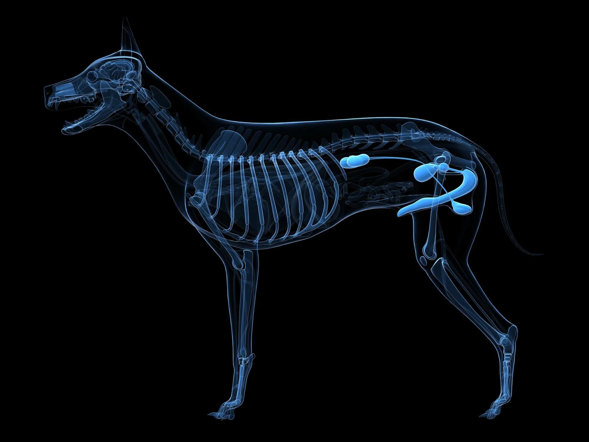 Периферическая нервная система собаки. Центральная нервная система собаки. Нервная система собаки схема. ЦНС собаки.