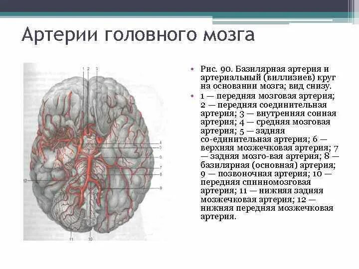 Артерии основания мозга. Сосуды головы Виллизиев круг. Базилярная артерия головного мозга. Кровообращение мозга. Виллизиев круг.. Передняя соединительная артерия головного мозга.