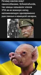 Свинособака