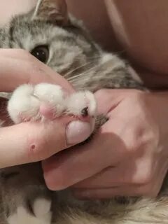 Коготь на подушечке