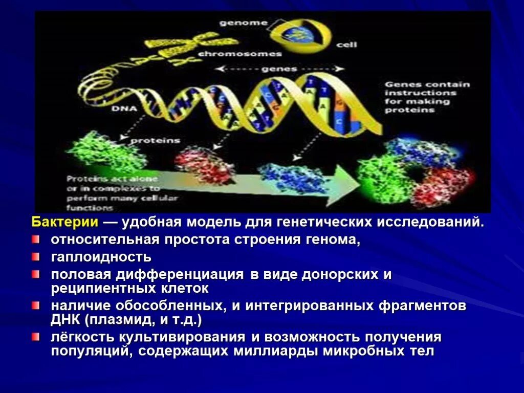 Есть ли наследственный материал у бактерий. Гены бактерий. Генетический материал бактерий микробиология. Генетика бактерий презентация. Генетическая структура бактерий.