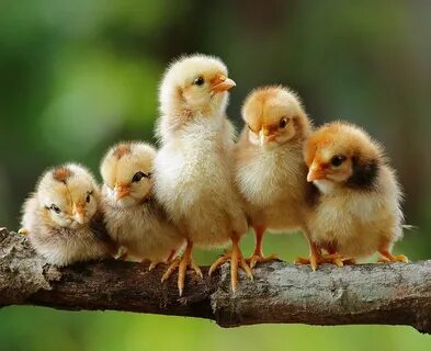 Chick