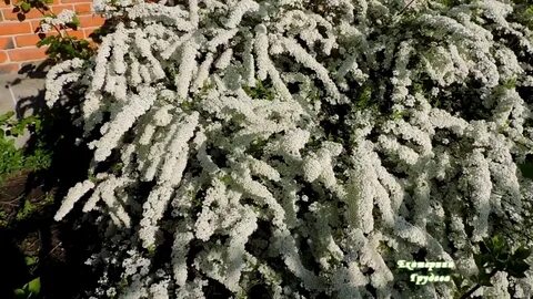 Спирея серая цветение