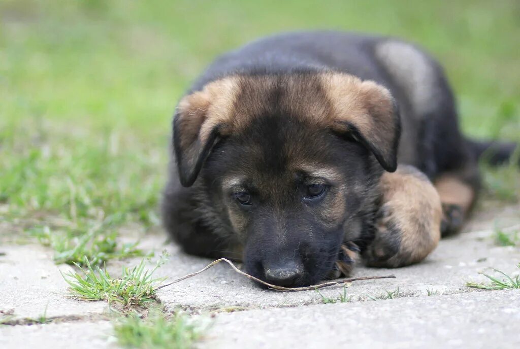 ну где собаки. да ты че. собака на берегу моря. собачки летом. ну где собаки.