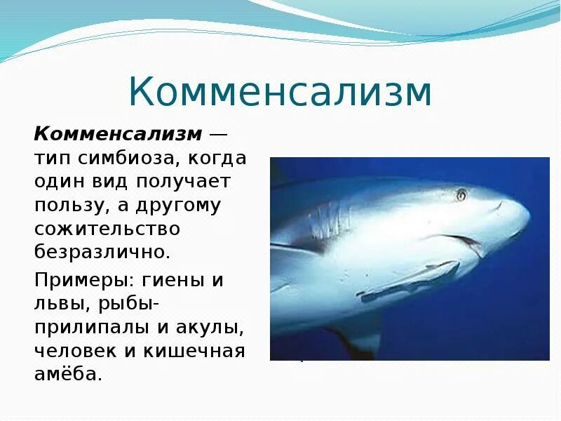 Комменсализм это примеры. Комменсализм. Комменсализм примеры. Акула и рыба прилипала Тип взаимоотношений. Комменсализм презентация.