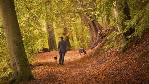 Walking in the forest