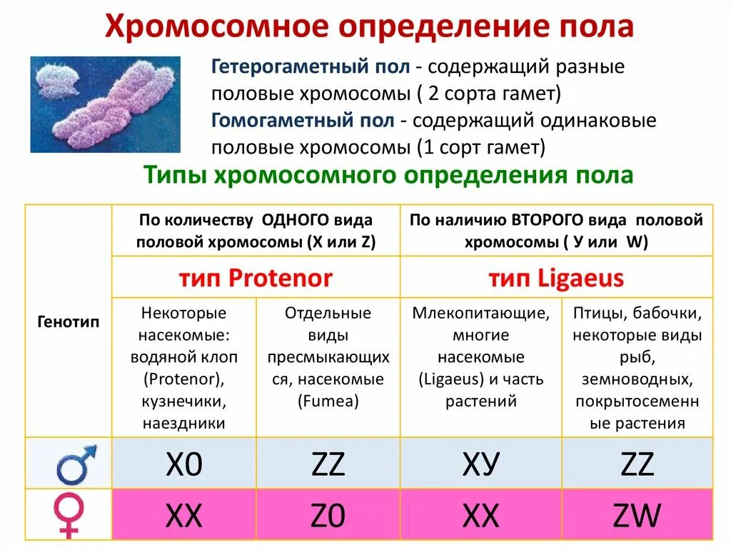 Гомогаметный пол. Гомогаметный и гетерогаметный пол человек. Хромосомы гетерогаметного пола. Гетерогаметный пол примеры.