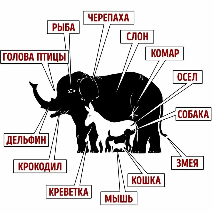 По полям сколько животных. Сколько животных на картинке. сколько животных изображено на картинке. сколько животных вы видите на картинке. сколько животных ты видишь на картинке.