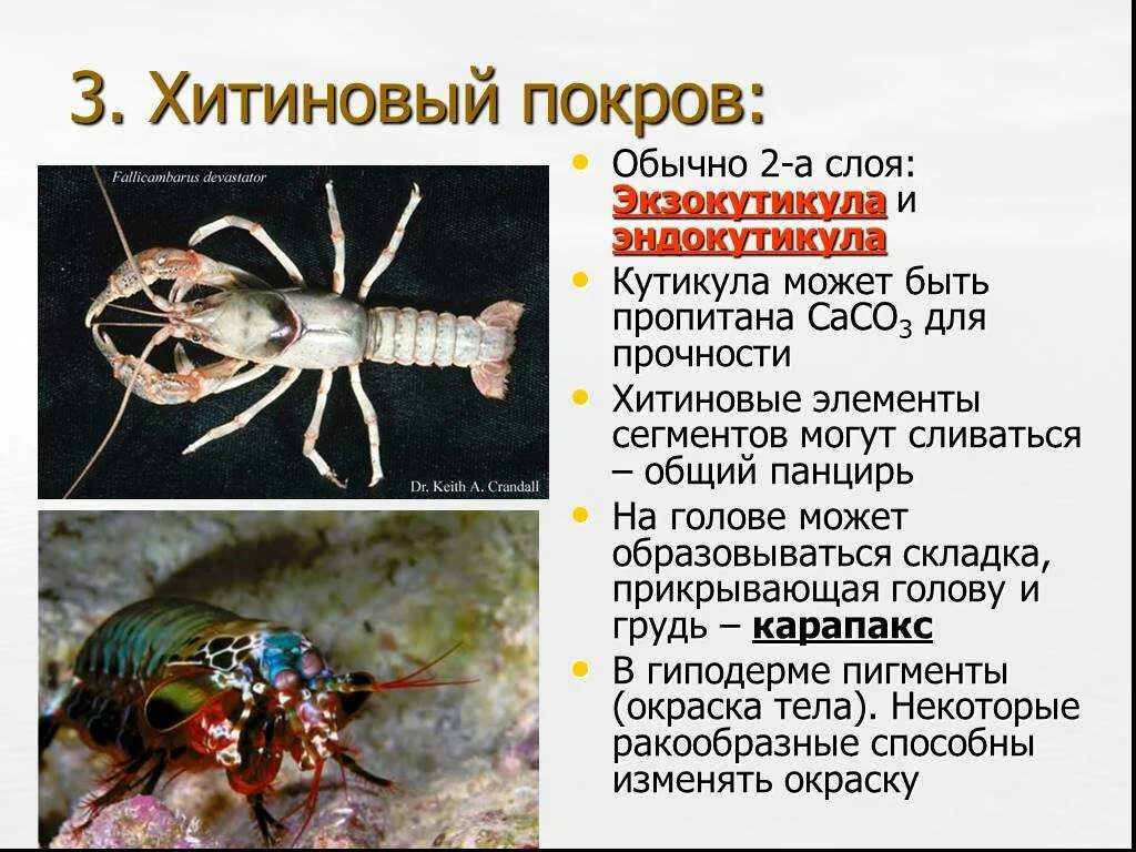 Хитиновый Покров ракообразных. Членистоногие Хитиновый Покров служит. Хитиновый Покров класс ракообразные. Хитиновый Покров насекомые Членистоногие. Какое значение имеет хитинизированный покров тела