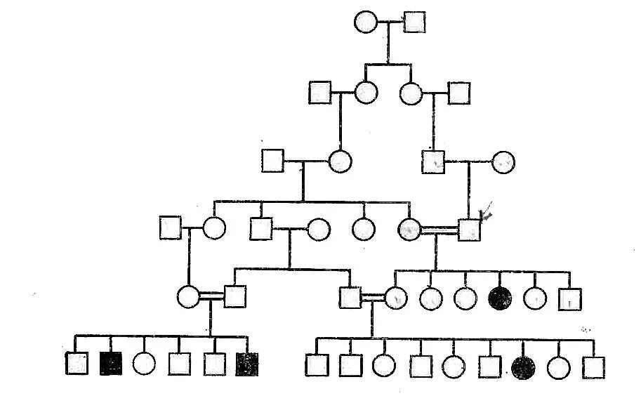 Схема родословной биология генетика. Родословная генетическое Древо. Генеалогическое Древо генетика. Родословная по генетике. Древо семьи биология генетика