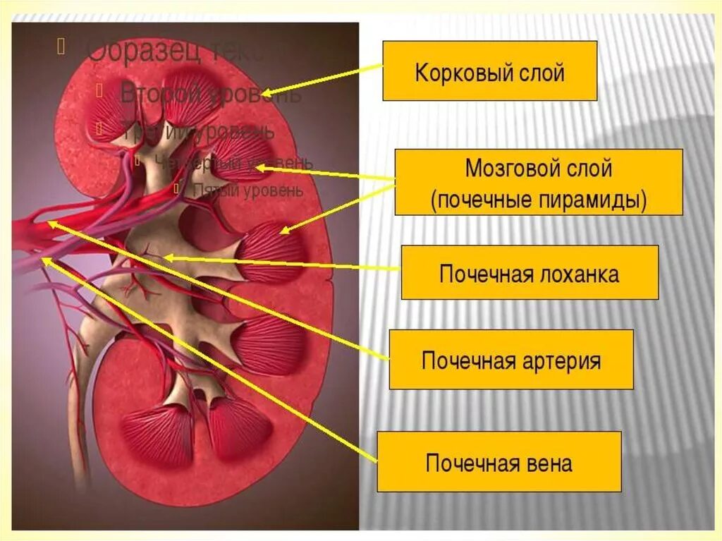 Корковое вещество почки функции. Почечная пирамида почечная лоханка. Строение почки корковое и мозговое. Структура мозгового слоя почки. Строение почки слои.