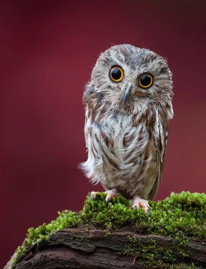 Мемные совы. Смешные совята. Три смешные совы. Забавные совы. Забавные совы.