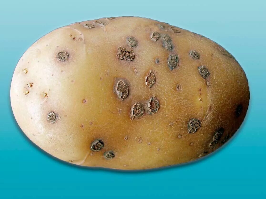 Для предотвращения грибковых заболеваний клубни картофеля. Порошистая парша картофеля. Обыкновенная парша картофеля.
