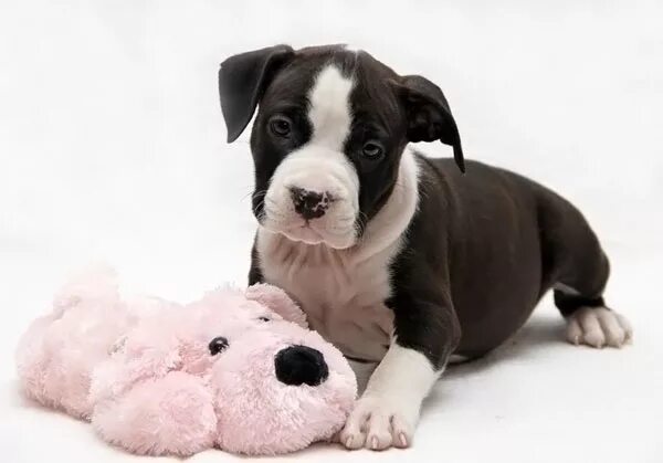 питомник стаффордширских терьеров интубори. заводчики стаффордширских. питомники в москве со стаффордами. стаффордширский терьер тайгер. питомник ланкастер из дома американской стаффордширский терьер.