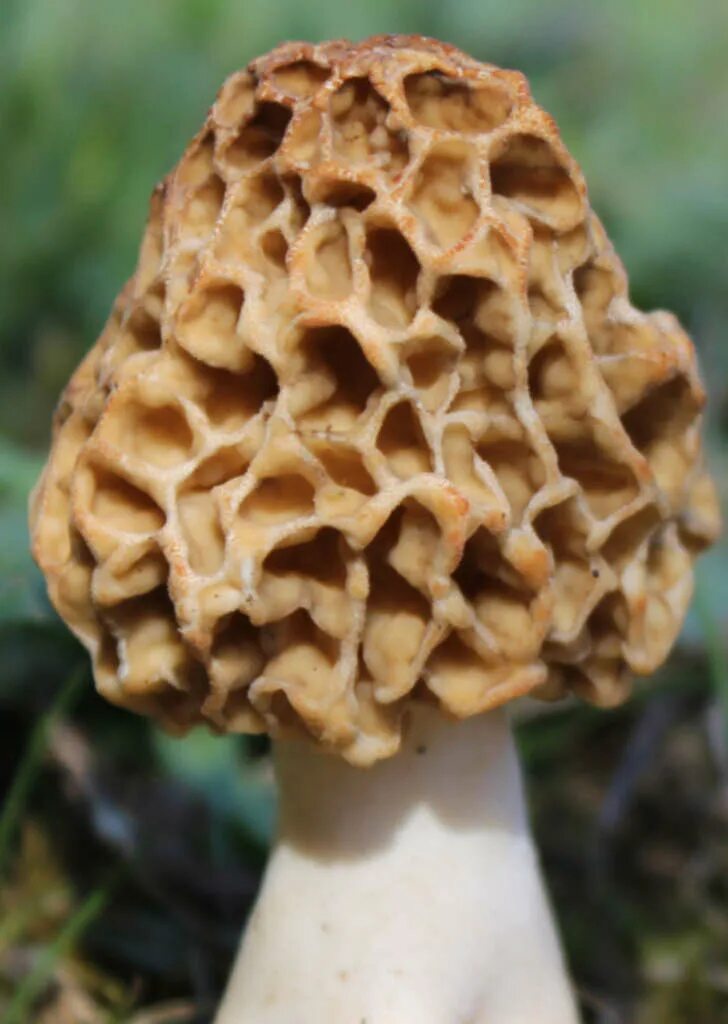 сморчки грибы. королевский сморчок. сморчки конические грибы. сморчок толстоногий. сморчок похожие.