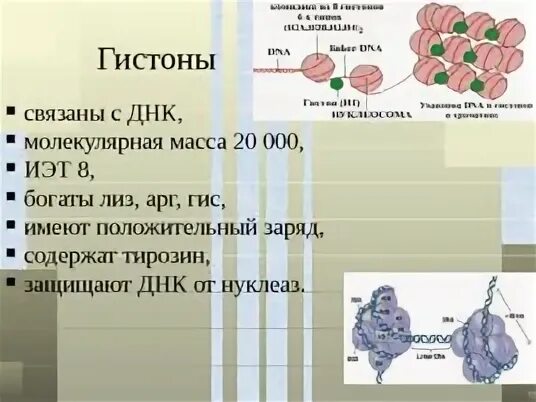 Гистоны в каких клетках. Гистоны в каких клетках