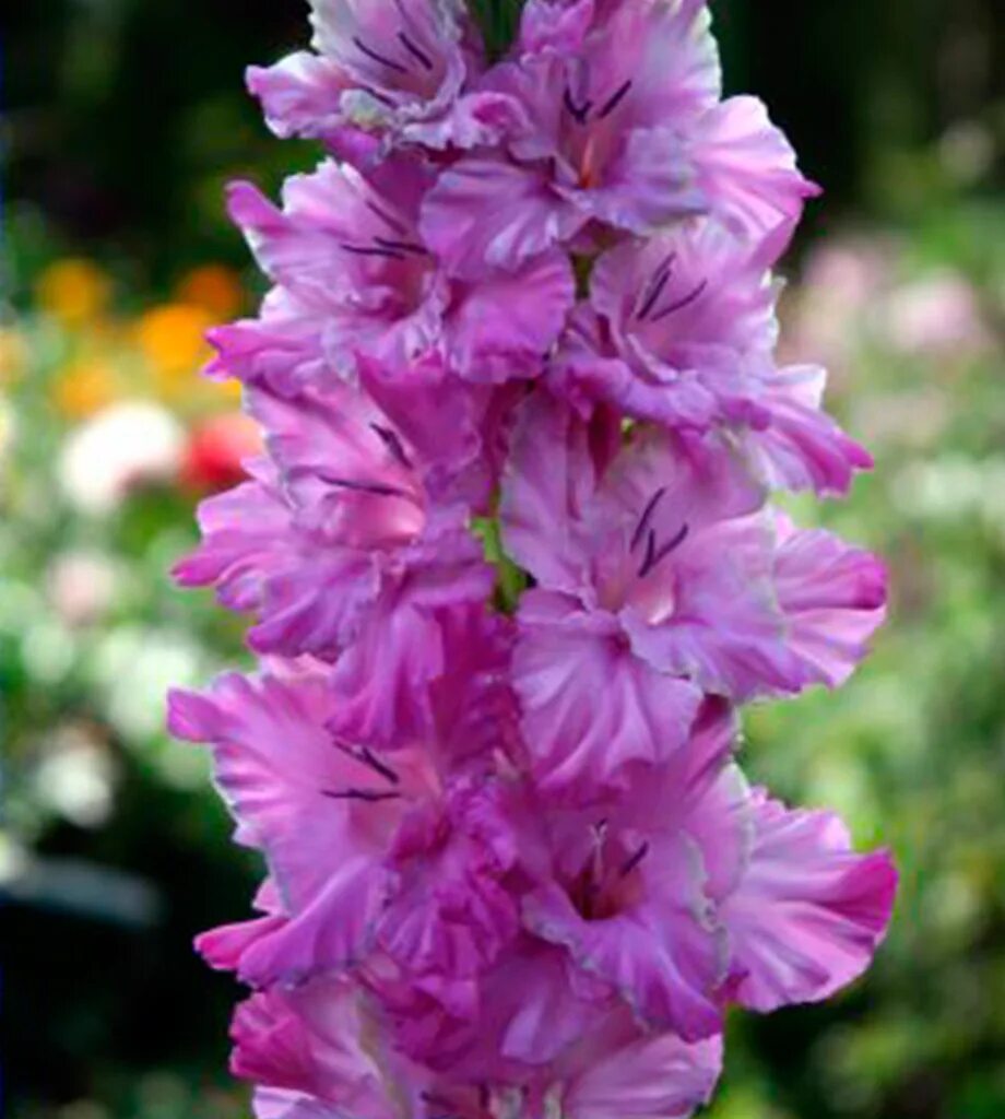 гладиолус сиреневые паруса. гладиолус венгерская сирень. гладиолус сиреневый сад. сирень гладиолус. сирень гладиолус.