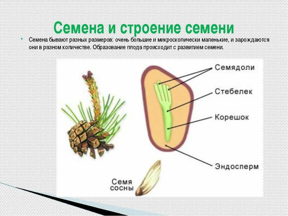 Семена защищены околоплодником у голосеменных или покрытосеменных. Строение семени сосны сибирской. Строение плода 6 класс. Строение семени голосеменных растений. Плод с семенами.