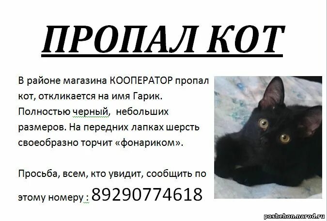 Пропал кот объявления. Объявления о пропаже животных. Где правильно был объявлен класс cat. Пропал котенок объявление. Где правильно был объявлен класс cat.