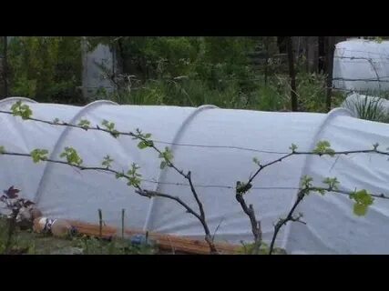 Виноград сибирь укрыть