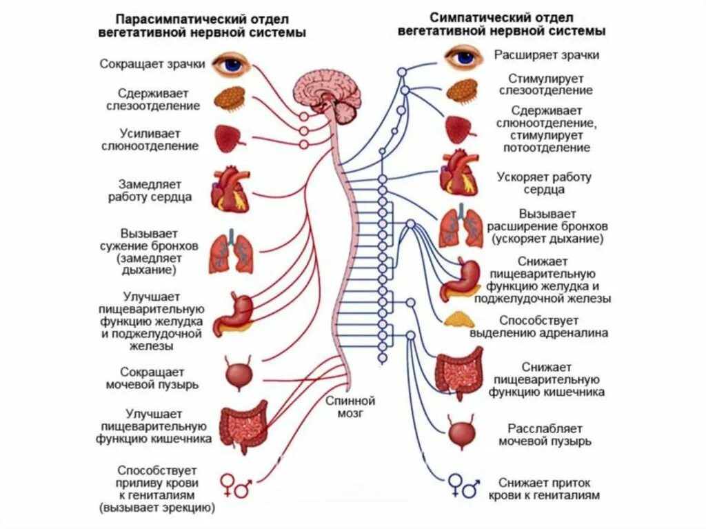 Симпатическая вегетативная нервная система. Отделы вегетативной НС. Строение вегетативной нервной системы человека. Схема строения автономной вегетативной нервной системы. Множественный организм