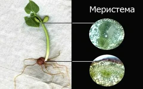 Клетки зародыша растения