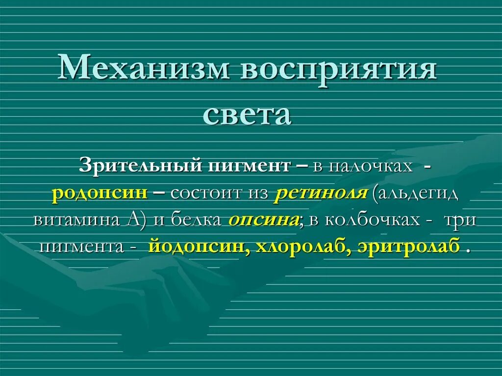 Пигмент йодопсин. Механизм восприятия света. Механизм восприятия света физиология. Зрительный пигмент йодопсин. Родопсин и йодопсин функции.