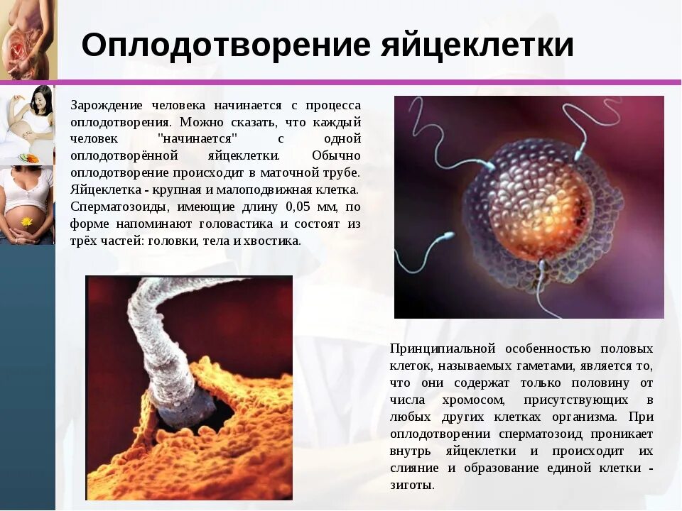 Оплодотворение яйцеклет. Как происходит оплодотворение яйцеклетки. Яйцеклетка после оплодотворения. Как происходит оплодотворение у людей. Не способна к движению