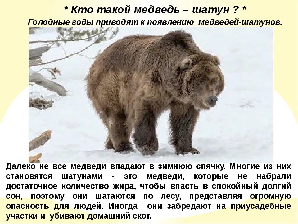Опасны ли медведи. Медведь шатун. Бурый медведь шатун. Медведь шатун зимой. Опасный медведь.