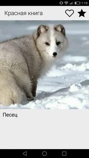 Книга писец