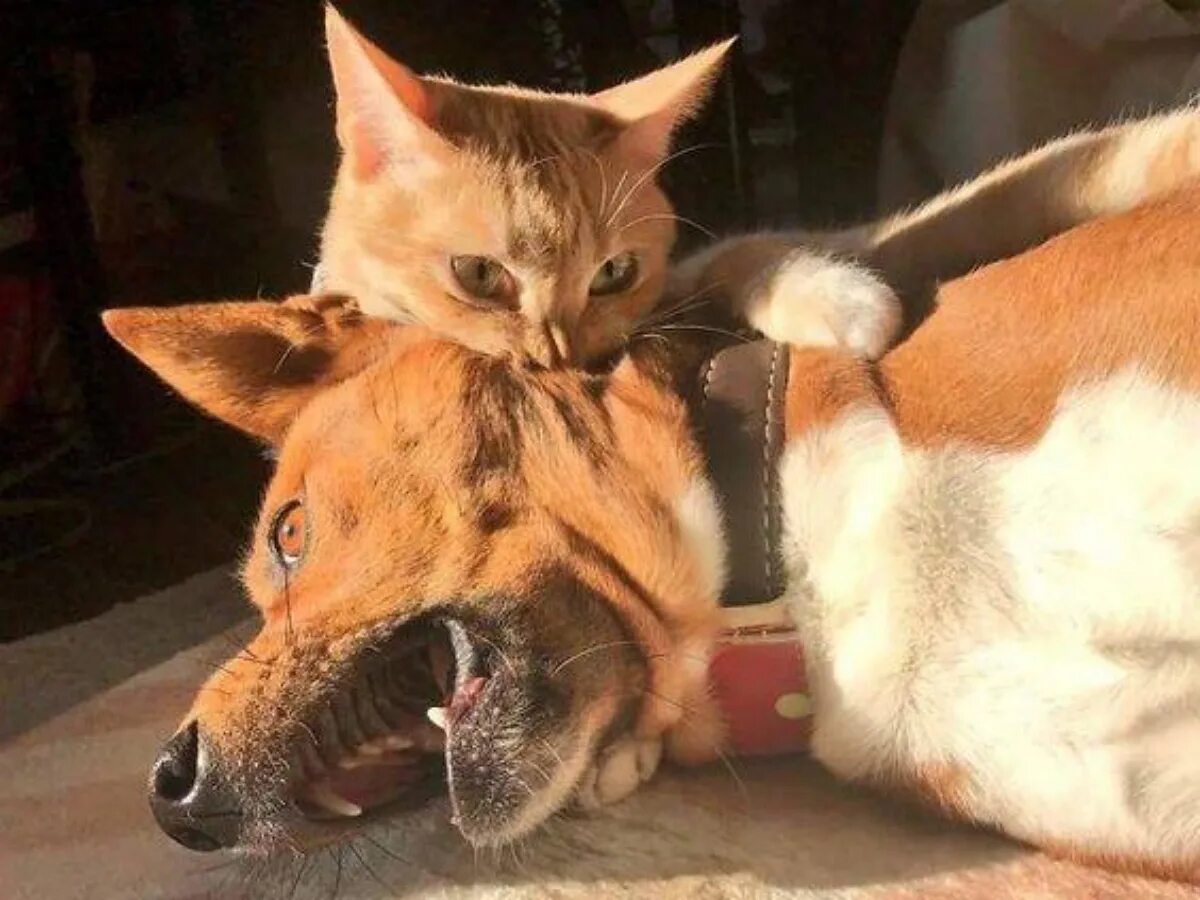 Кошка с собакой дерутся. Котенок кусает собаку. Собака укусила котенка. Немецкая овчарка и кошка. Питбуль.