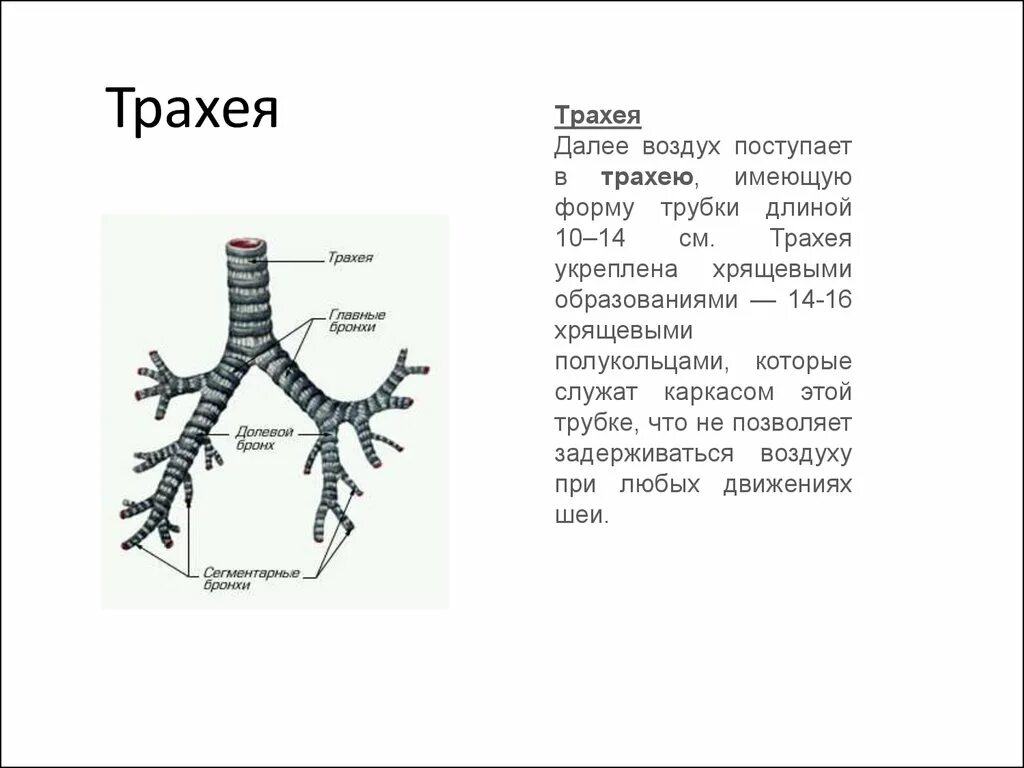 Хрящевой каркас трахеи образован. Трахея вид спереди. Трахея бифуркация трахеи бронхи. Длина трахеи