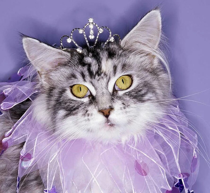 Гламурная кошка. Нарядная кошка. Красивые кошечки. Красивые элегантные кошки.