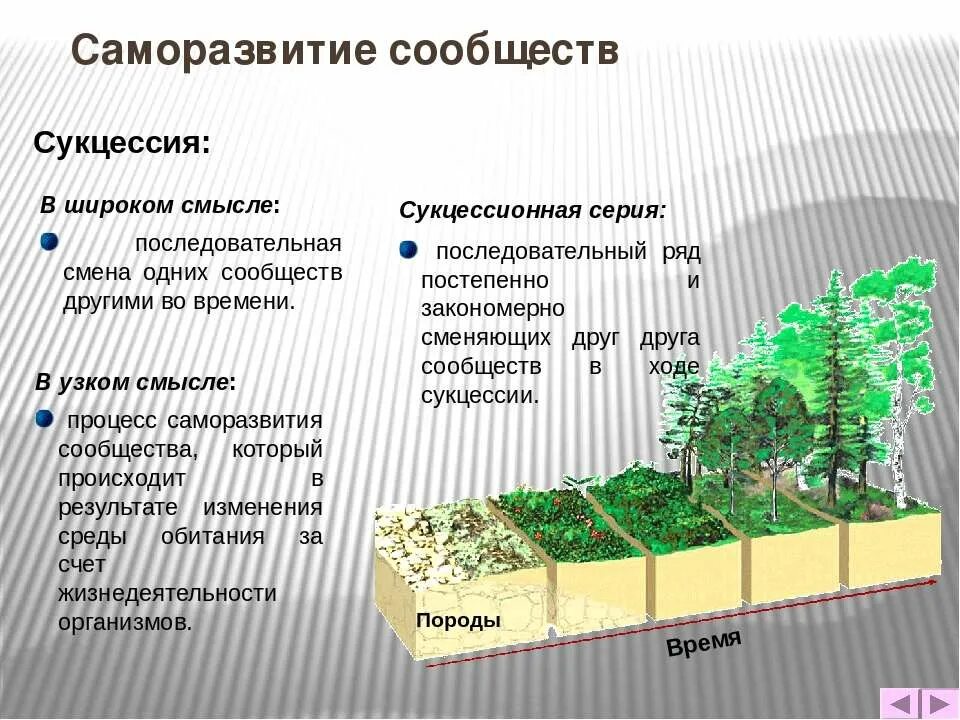 Различия между первичными и вторичными сукцессиями. Вторичная сукцессия понятие. Сукцессия экосистемы этапы. Первичная экологическая сукцессия. Первичная сукцессия понятие.