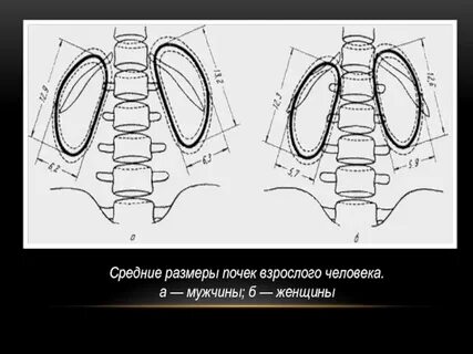 Размеры почки форум