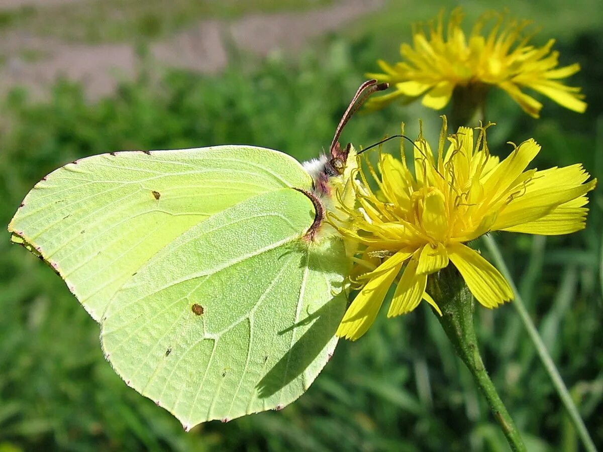 Лимонница крушинница. Gonepteryx rhamni лимонница. Капустница и лимонница.