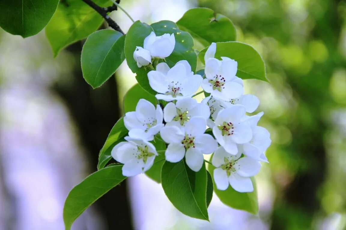 Когда яблоня зацветет аиша дзен. Когда яблоня зацветет аиша дзен. Одинокая цветущая яблоня. Яблони в цвету приколы. Когда яблоня зацветет аиша дзен.