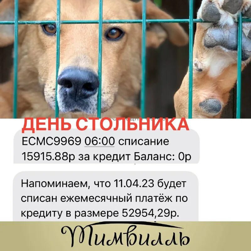 Тимвилль приют для бездомных животных. Ольга добрянская руководитель приюта тимвилль. Тимвилль приют для бездомных животных. Приют тимвилль калининград. Тимвилль калининград приют фото.