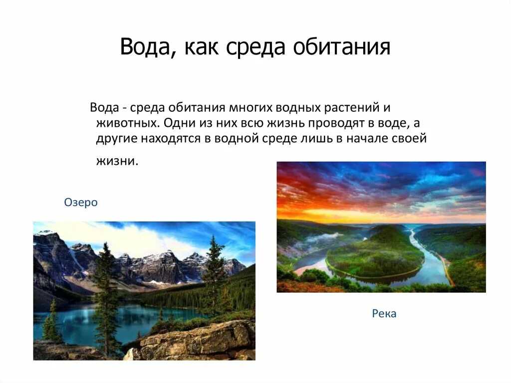 Характер среды воды. Вода как среда обитания. Вода среда жизни. Вода как среда жизни. Вода как среда жизни определение.