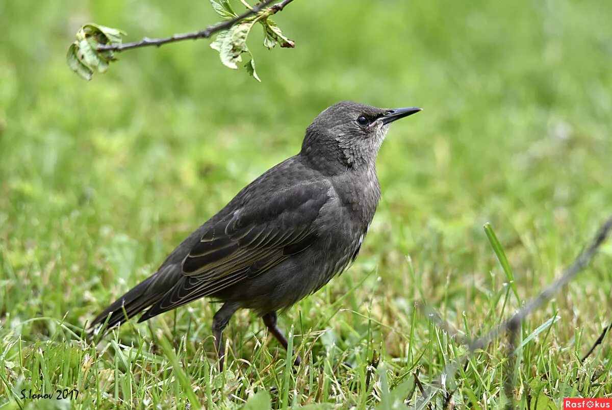 молодой скворец. скворец коричневый. бурый скворец. молодой скворец. бурый скворец.