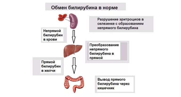 Показатель билирубина у новорожденного. Нормы повышения билирубина у новорожденных. Билирубин 224 у новорожденного. Норма прямого билирубина у новорожденных.